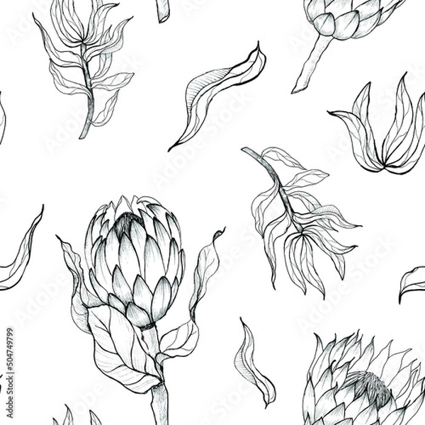 Obraz Pattern seamless with hand drawn protea flowers. Vector illustration.
