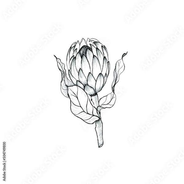 Obraz Hand drawn protea flower. Vector illustration.