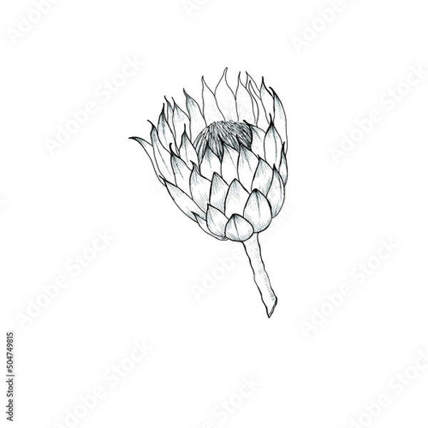 Obraz Hand drawn protea flower. Vector illustration.