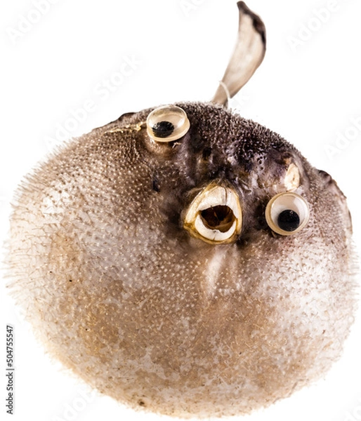 Fototapeta Puffer fish