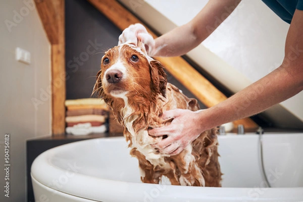 Fototapeta Dog taking bath at home. Bathing of Nova Scotia Duck Tolling Retriever..