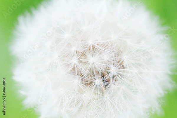 Obraz たんぽぽの綿毛
