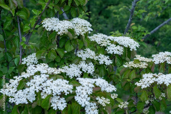 Obraz ガマズミの花