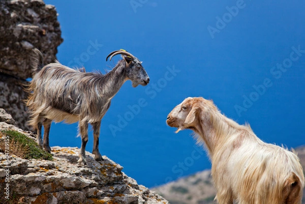 Obraz Wild Goats