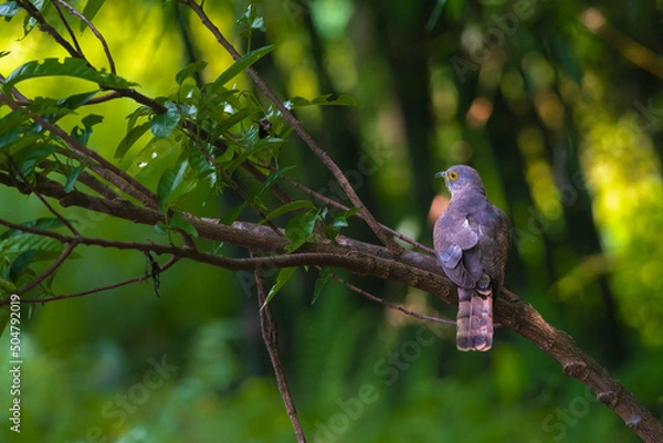 Fototapeta Common hawk Cuckoo