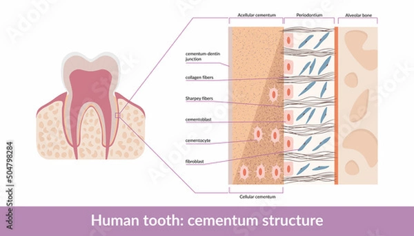 Fototapeta Detailed scheme of human tooth cementum structure, including acellular and cellular cementum, fibers, cementoblasts and fibroblasts