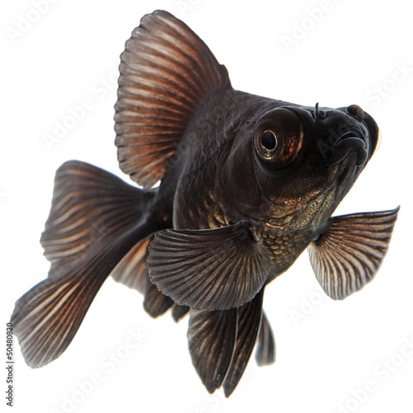 Obraz Black  Goldfish on White Without Shade