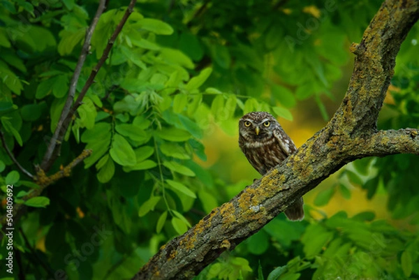 Fototapeta Little Owl (Athene noctua) perched on a broken roof close up enlightened by evening sun. Bird in the green forest on the east of Europe with traditional agriculture