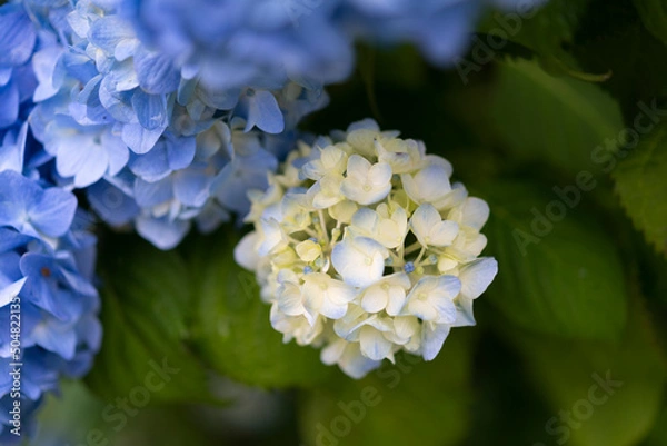 Fototapeta あじさい