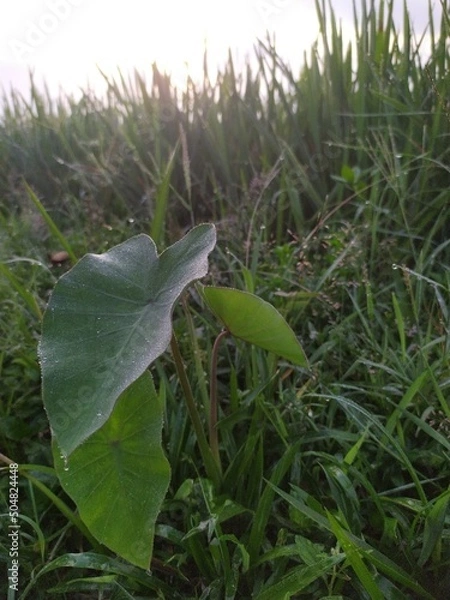 Obraz leaves on the ground