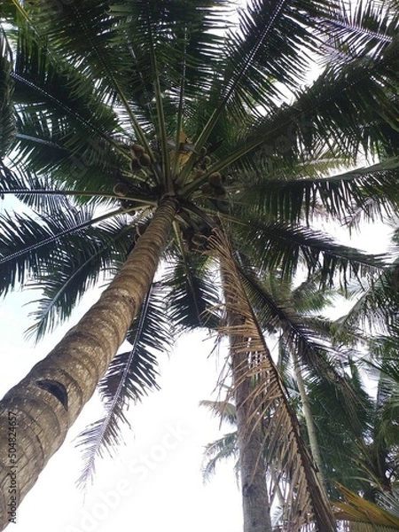 Obraz coconut with a view