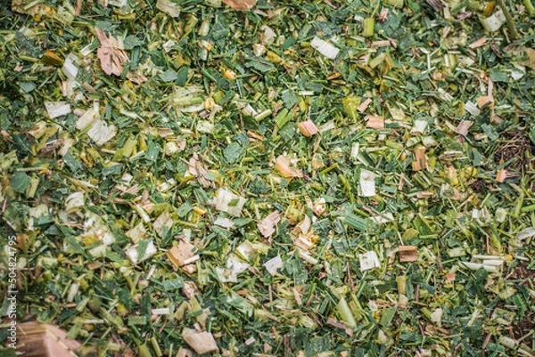 Fototapeta Freshly chopped silage
