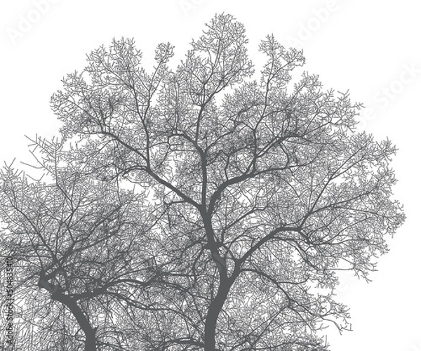 Fototapeta Silhouette of a tree and branches on a white background. Realistic black and white illustration of an elm tree.
