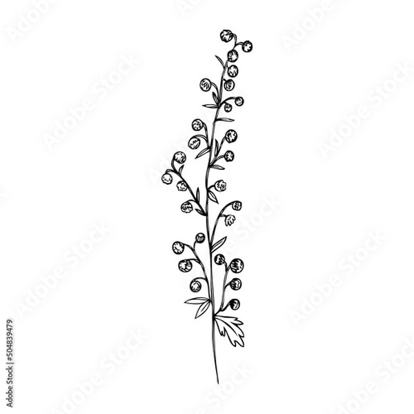 Fototapeta Artemisia absinthium, wormwood hand drawn vector ink sketch isolated on white, Also called absinthium absinthe wormwood, Common Wormwood herb, Absinthe plant, Doodle Healing for design alcohol