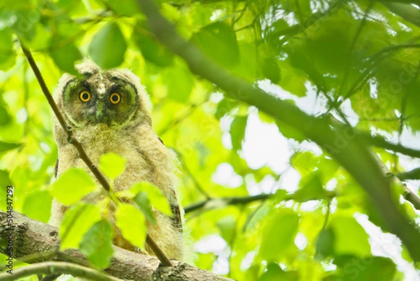 Fototapeta トラフズク3