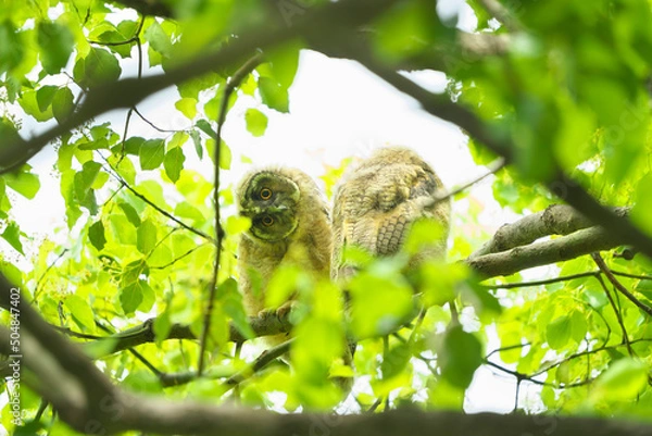 Fototapeta トラフズク2