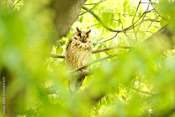 Fototapeta トラフズク1