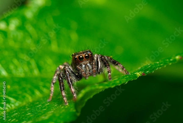 Obraz Spider on a leaf