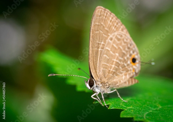 Obraz butterfly on leaf