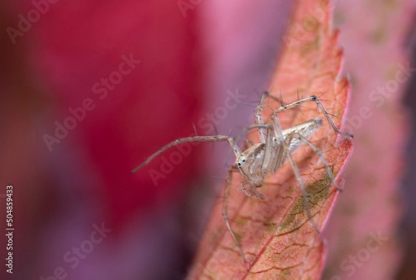 Obraz spider on a leaf