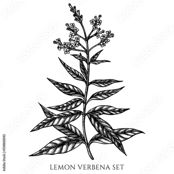 Fototapeta Tea herbs vintage vector illustrations collection. Black and white lemon verbena.