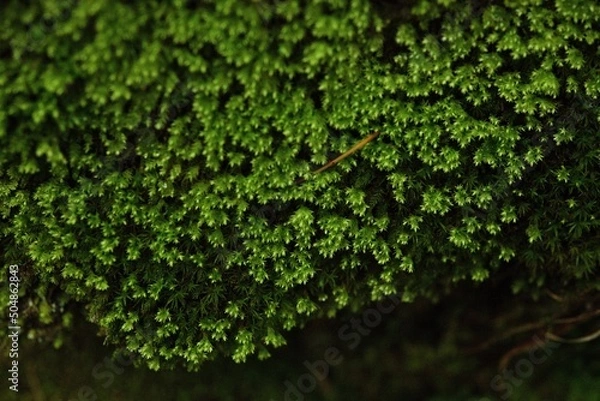 Fototapeta 森の苔