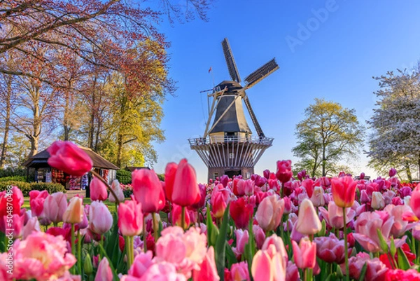 Fototapeta Blooming colorful tulips flowerbed in Keukenhof public flower garden with windmill. Lisse, Holland, Netherlands.