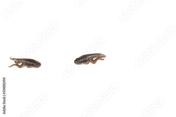 Obraz Tadpoles isolated on white background.