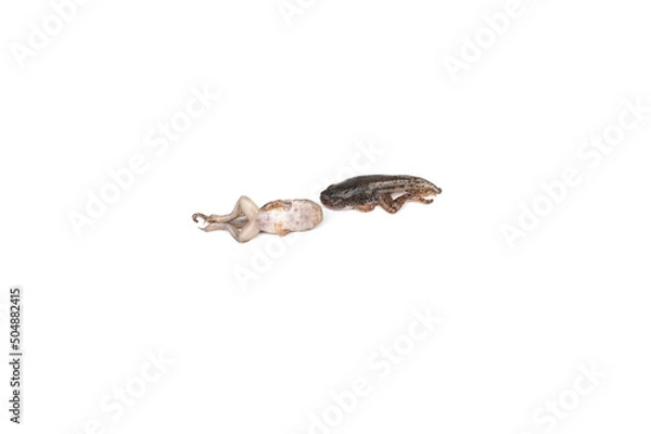Obraz Tadpoles isolated on white background.