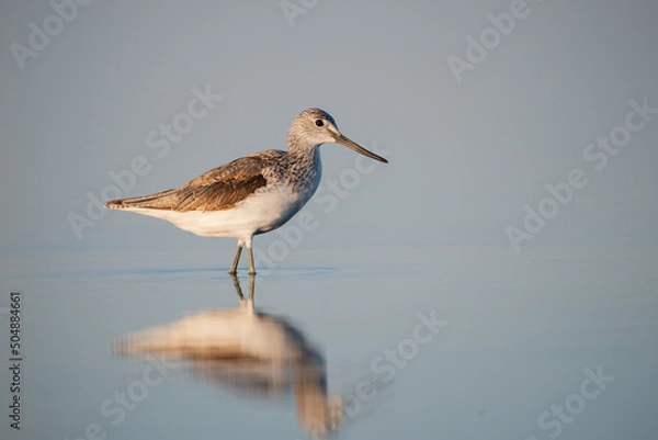 Obraz Common greenshank - tringa nebularia on the lake