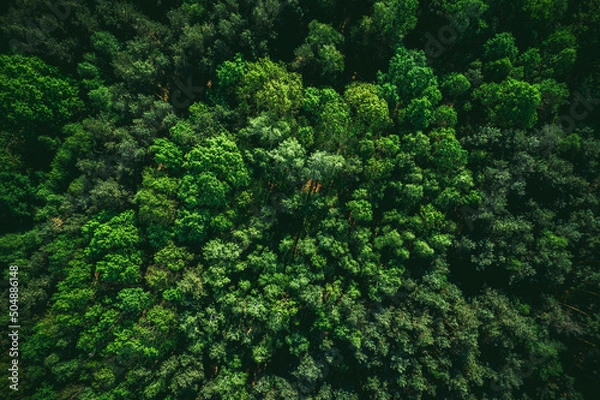 Fototapeta Green Forest Background, Top Down Drone View