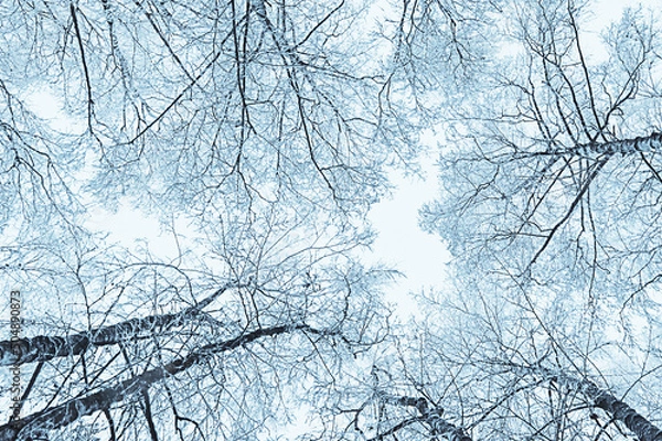 Fototapeta Snow-covered treetops on sky background