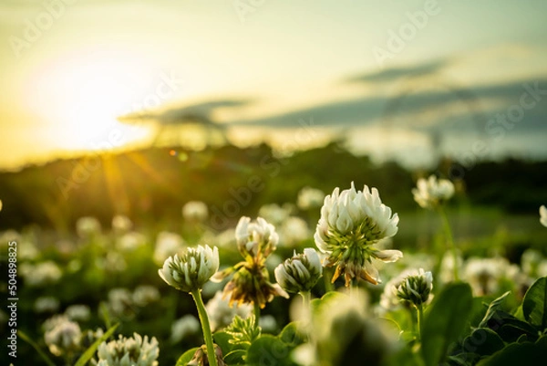 Obraz 夕景の葛西臨海公園　シロツメクサ