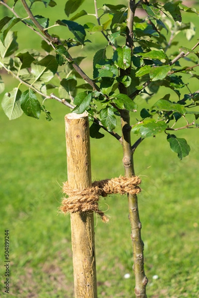 Fototapeta Correct connection of a young tree in figure eight loops around the wooden stake and trunk