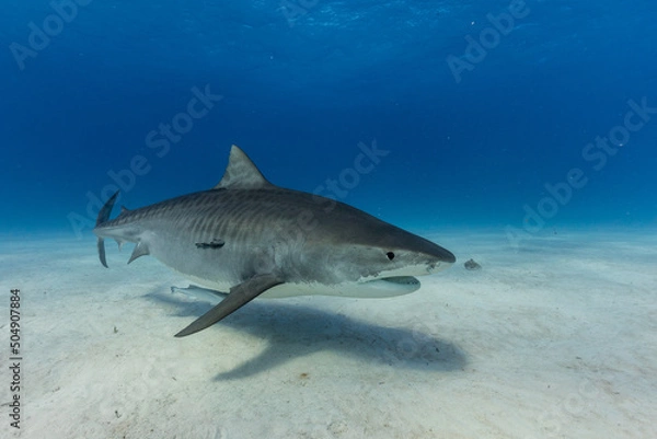 Fototapeta A Tigershark in Bahamas