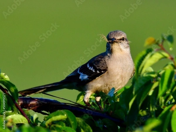 Obraz Mockingbird, nesting materials, 