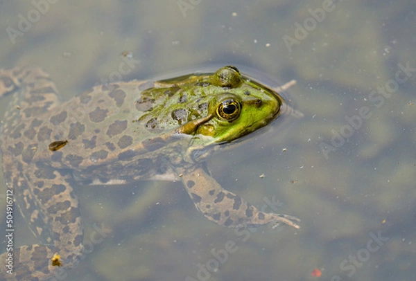 Obraz frog in the pond