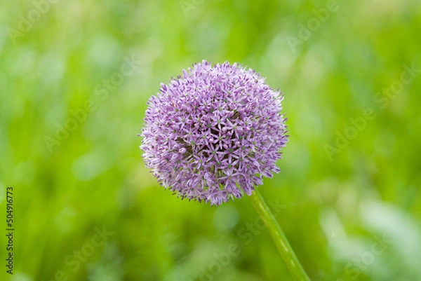 Obraz flower in spring