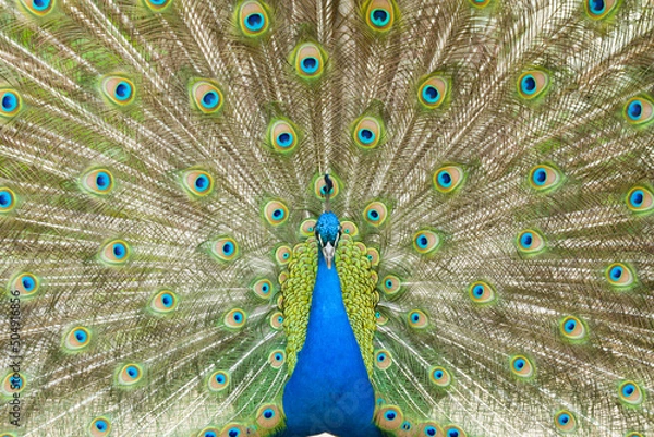 Obraz peacock with feathers out