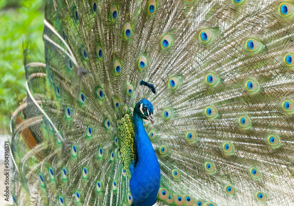 Obraz peacock with feathers out