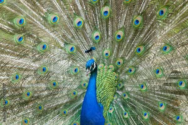 Obraz peacock with feathers out