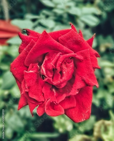 Obraz red rose in the garden