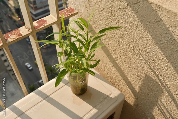 Obraz Planting vegetables in condominiums