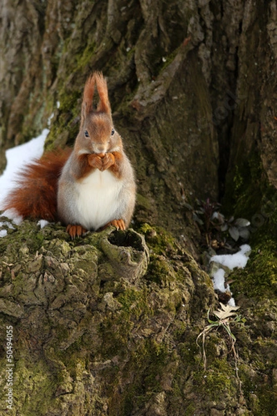 Obraz Eichhörnchen