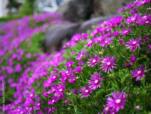 Obraz 公演に咲く満開のマツバギク
