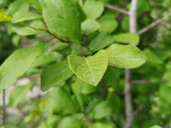 Fototapeta Macro capture of plum leaaves