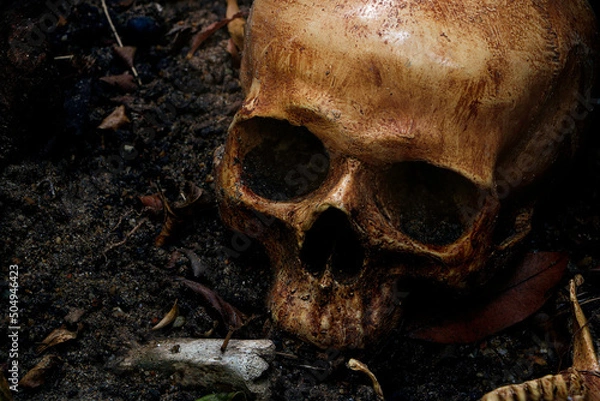 Fototapeta Close up of skulls and skeletons bones were unearthed from the graves in the horrible cemetery Still life and art image. In dim light..