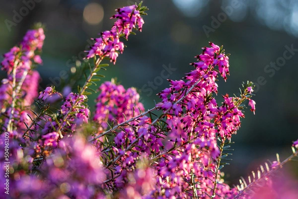 Fototapeta Pink flowering Erica carnea (winter heath) in the garden in winter, macro and selective focus