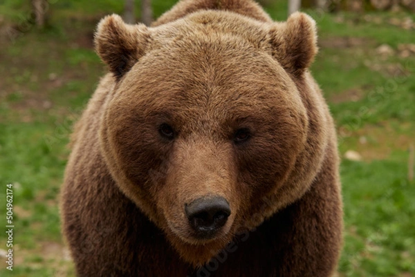 Obraz Bear looking at camera