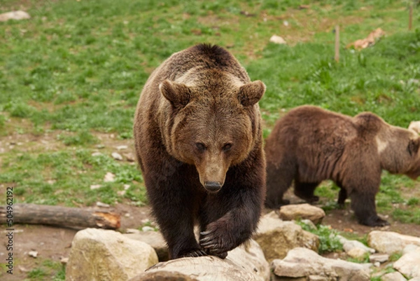 Obraz Bear walking on a log